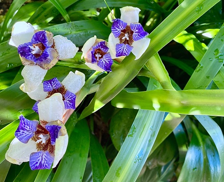 Horizontal close up of purple and white flowers growing wild in garden called walking Iris Neomarcia Gracillis