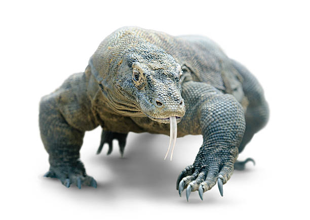 Walking komodo dragon isolated on white, with clipping path stock photo
