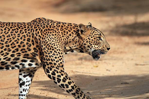 Walking Leopard in Profile stock photo