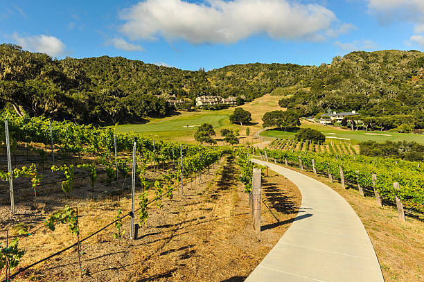 Walking path through a vinyard in mountains A path through grapes on the vine next to a golf course and hills valley stock pictures, royalty-free photos & images