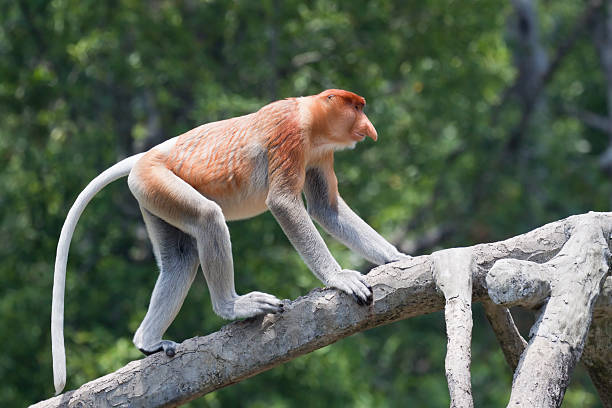 Walking proboscis monkey stock photo