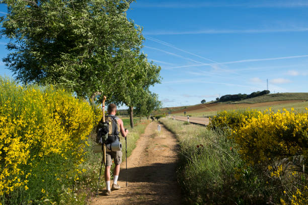 Walking the Camino de Santiago (Ledigos, Spain) A man walks on the Camino de Santiago on the outskirts of Ledigos, a small town in the Castile and León region of Spain. The sweet-smelling yellow blossoms of the Spanish broom (Spartium junceum) are visible on both sides of the hiker. (June 19, 2018) scotch broom stock pictures, royalty-free photos & images