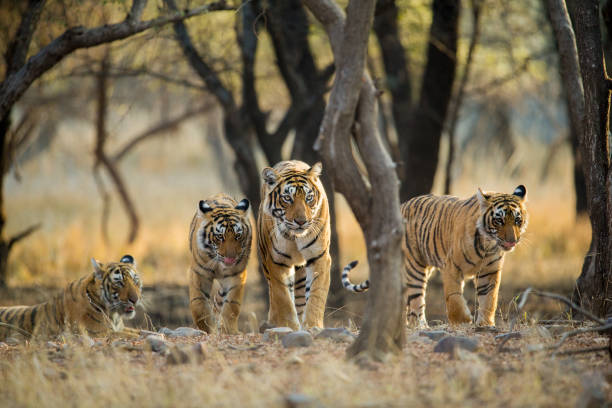Walking the walk A Tiger Mom accompanied by her three sub adult cubs walks as she shows them her territory. This is just a few months before these sub adults will their own ways and make their own territories. This image is made at Ranthambhore National Park, Rajasthan, India bengal tiger stock pictures, royalty-free photos & images