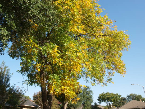 Walking Through A Neighborhood of Fall Colors stock photo