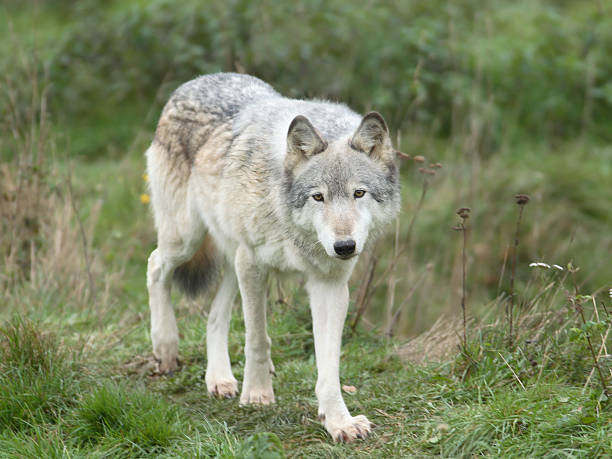 Walking Wolf stock photo