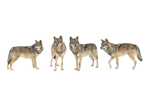 walking wolfs in the snow isolated on white background, animals shot in the wild and cut out on white background