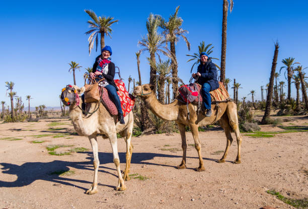 walks on a camel at palm grove in marrakesh - marrakech desert imagens e fotografias de stock