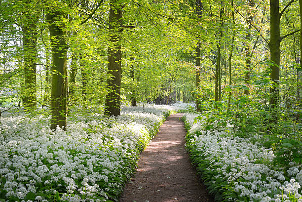 Walkway through a spring forest with white flowers stock photo