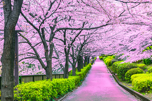 Sakura Sakura Japanese