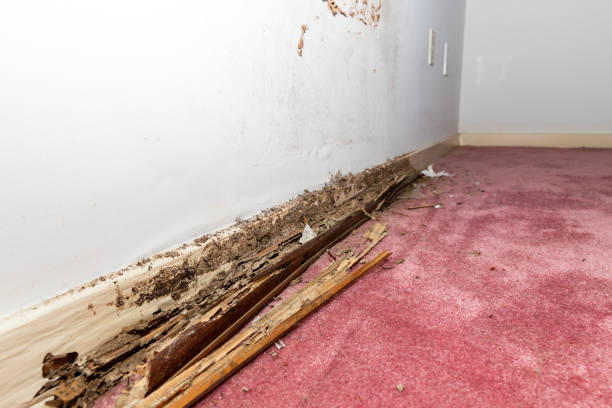 Wall baseboard damaged by termites and water stock photo