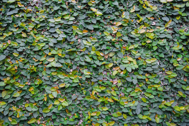 Creeping Fig Stock Photos, Pictures & Royalty-Free Images - iStock