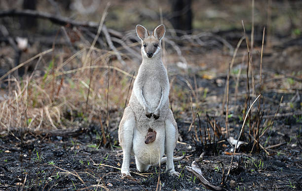 Wallaby with baby joey A Whiptail Wallaby, macropus parryi, kangaroo with a baby joey in her pouch standing in recently burned out Australian outback bushland. bush land photos stock pictures, royalty-free photos & images