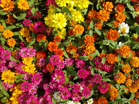 Wallpaper image Zinnia flower Many colors, bright, beautiful