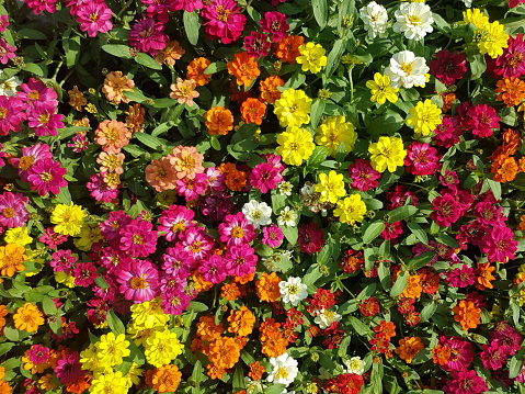 Wallpaper image Zinnia flower Many colors, bright, beautiful