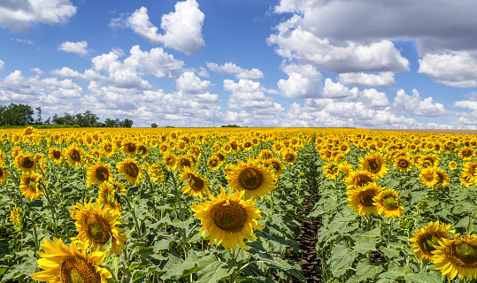 wallpaper of blooming sunflowers, natural background of sunflowers