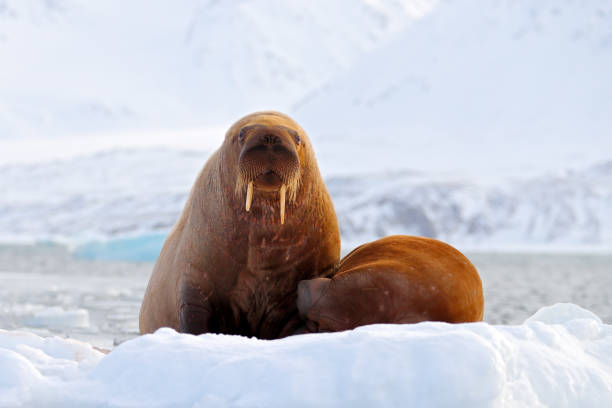 Walrus, Odobenus rosmarus, stick out from blue water on white ice with snow, Svalbard, Norway. Mother with cub. Young walrus with female. Winter Arctic landscape with big animal. stock photo