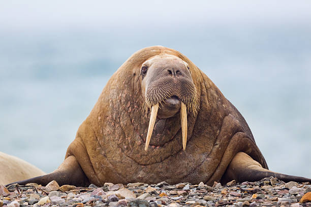 Walrus on Beach stock photo