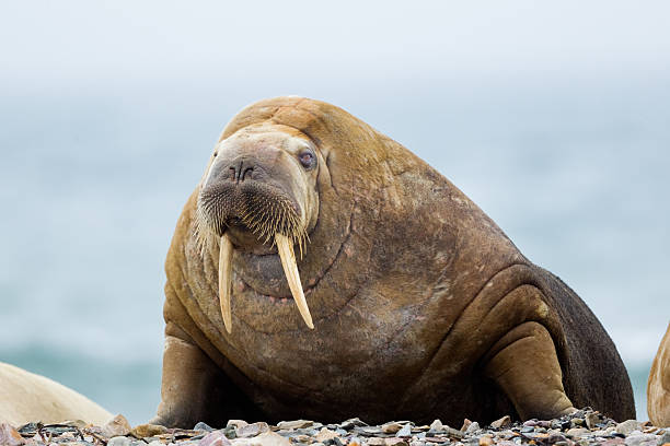 Walrus Stock Photos Pictures Royalty Free Images iStock Walrus Stock Photos Pictures Royalty Free Images iStock