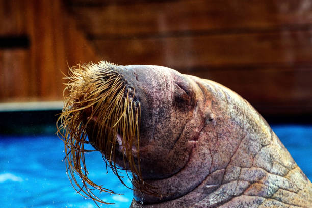 Walrus stock photo