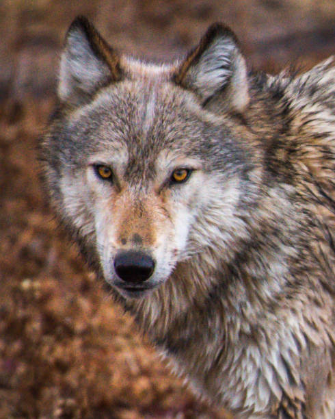 wapiti pack de lobo-cinzento negro e lobo branco no vale hayden de idaho - wolf portrait - fotografias e filmes do acervo