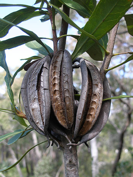 Australian Waratah Telopea Speciosissima Seed Pods Stock Photos ...