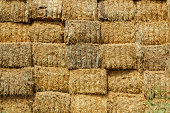 istock Warehouse of rectangular bales of hay. The uneven texture of a s 1335174346