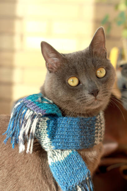 gray cat in a blue scarf meets the beginning of spring
