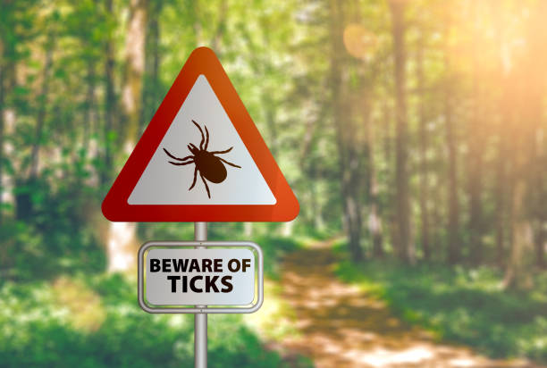 warning sign with text BEWARE OF TICKS, against defocused forest background close-up of warning sign with text BEWARE OF TICKS, against defocused forest background lyme disease stock pictures, royalty-free photos & images