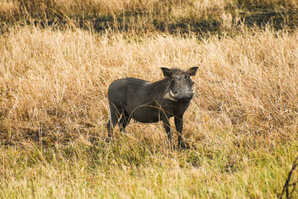 Warthog looking at the camera in the Serengeti, Tanzania stock photo
