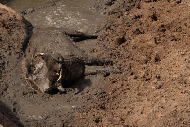 A warthog lying with its snout up in the air. stock photo