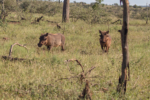 Warthog Monitoring the Territory Kruger National Park, South Africa