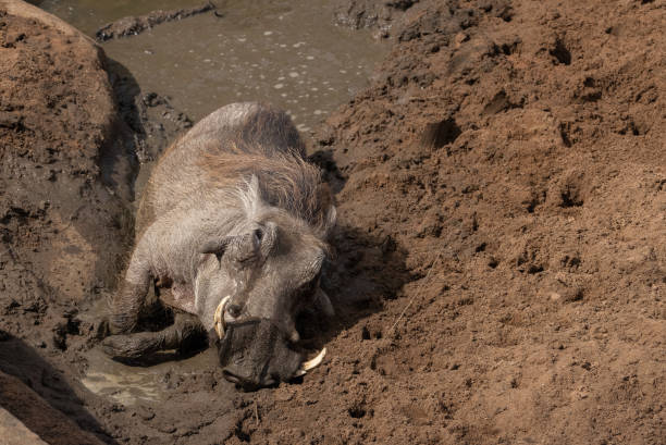 A warthog resting  in a wallow. stock photo