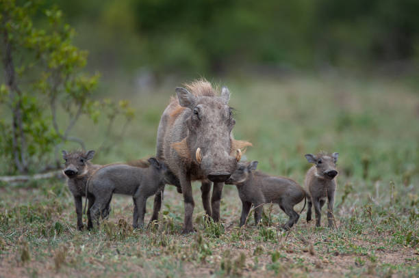 Warthog Sow with Piglets stock photo