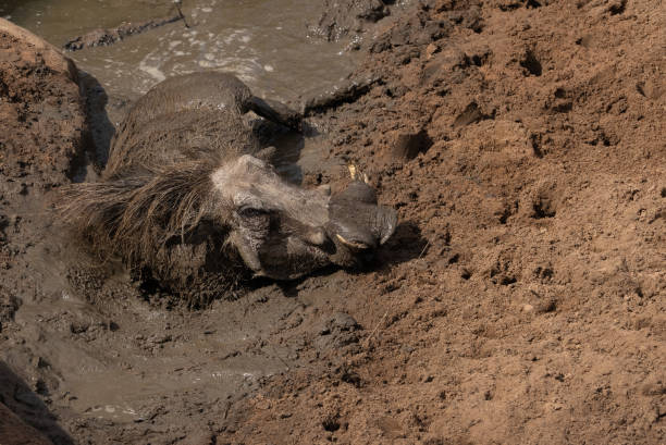 Warthog with a muddy snout in a wallow. stock photo
