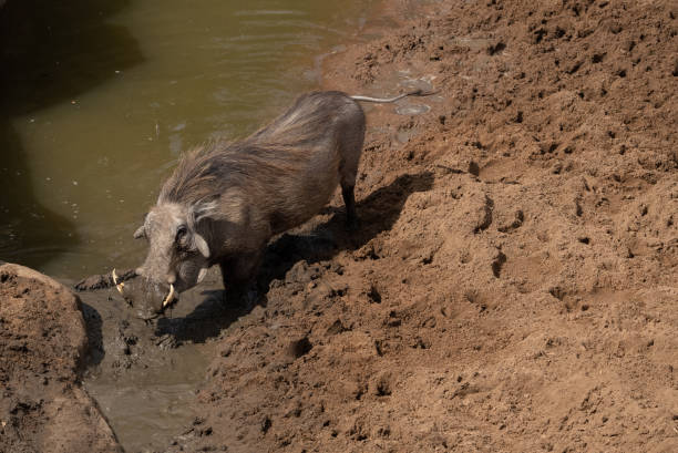 A warthog with its snout covered in mud. stock photo