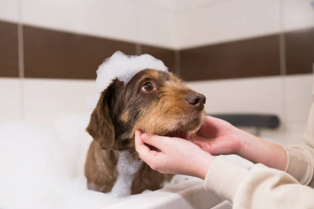Washing senior dog in bathroom stock photo