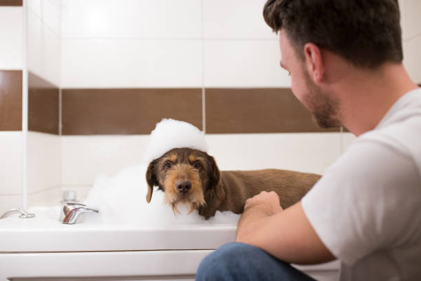 Washing senior mutt dog in bathroom by it's male owner stock photo