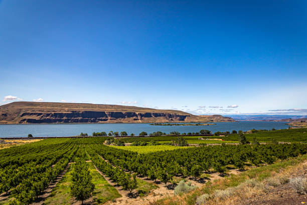Washington Apple Orchard The Columbia River flows past an apple orchard in Washington. apple orchard stock pictures, royalty-free photos & images