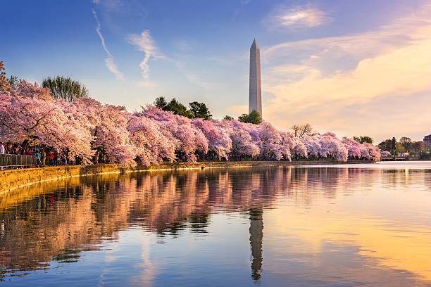 Washington DC in Spring Washington DC, USA at the tidal basin with Washington Monument in spring season. cherry blossom photos stock pictures, royalty-free photos & images