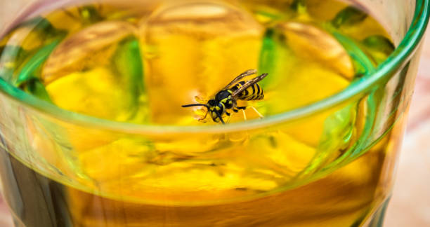 Wasp and apple juice. Wasp drinking apple juice from a glass. mud dauber wasp stock pictures, royalty-free photos & images