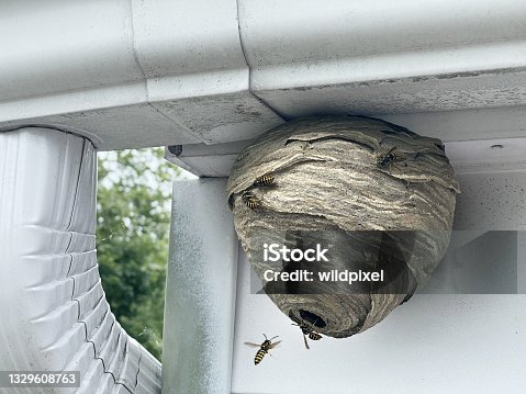 istock Wasp Nest Attached To Home 1329608763