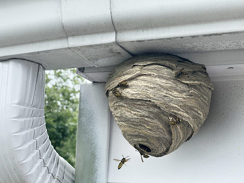 Wasp nest attached to home outdoor wall and roof as a gray paper colony of yellow jacket hornets as insects flying in and out of the natural structure.