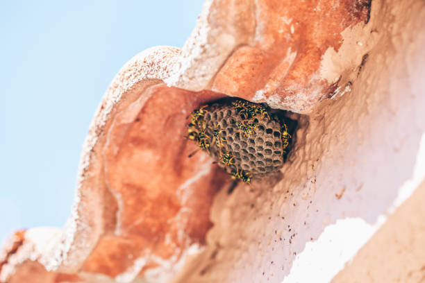 Wasp nest under the roof tile  lepro stock pictures, royalty-free photos & images