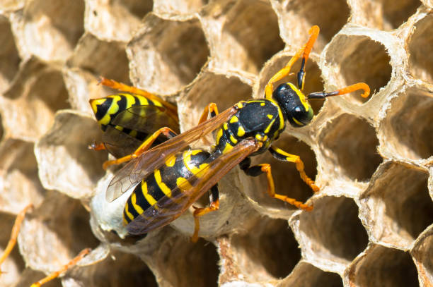Wasp nest with wasps sitting on it. The nest of a family, close-up. stock photo