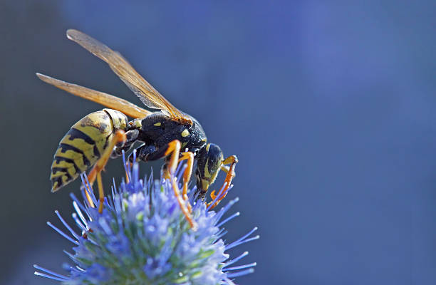 Wasp on banater thistle stock photo