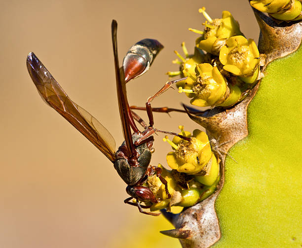 Wasp on cactus plant stock photo