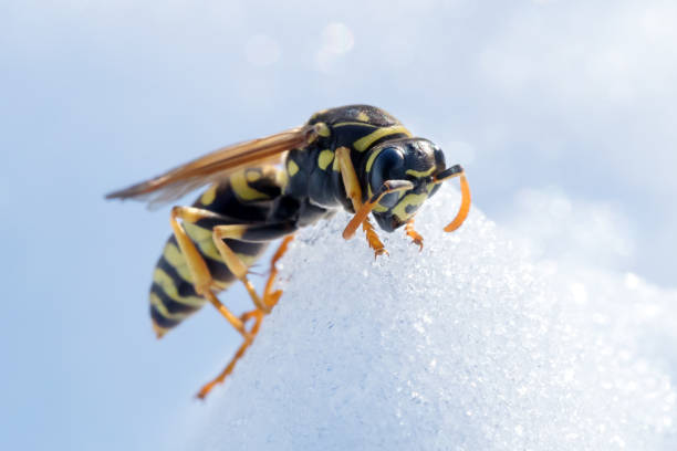 Wasp on snow. Macro photo of the fighter wasp on snow. Great landscape with wasp on snow at spring. stock photo