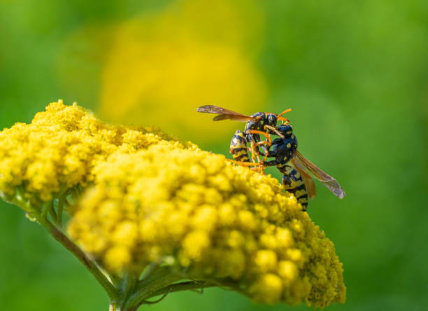 Wasp on yarrow stock photo