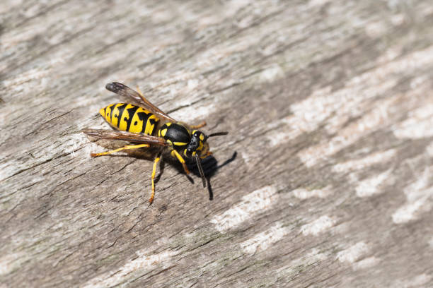 wasp of gyellow jasje op verweerd hout op zoek naar materiaal voor het nest, de pest van de wesp in de zomer is gevaarlijk voor allergielijders, kopie ruimte - wespen stockfoto's en -beelden