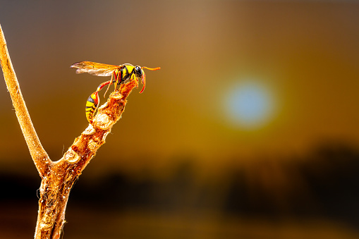 A wasp perched on a branch of a cattapa tree, with the background of the afternoon sun having a twilight feel, with copy space